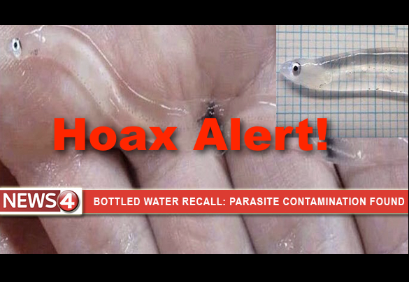 hoax breast worm Rating cum shots